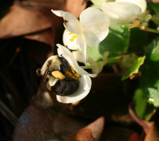 Bumble Bee on Petunia  Clear 6-27