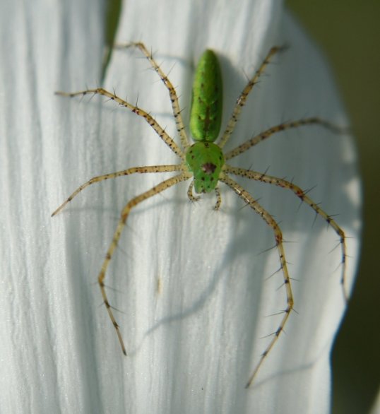 Spider Green 6-27